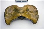 Giant Ice Age Bison (Cervical Vertebrae 1 - Atlas (Axial) - Dorsal)