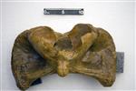Giant Ice Age Bison (Cervical Vertebrae 1 - Atlas (Axial) - Ventral)