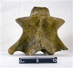 Giant Ice Age Bison (Cervical Vertebrae 2 - Axis (Axial) - Ventral)