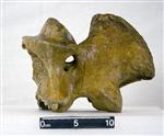 Giant Ice Age Bison (Cervical Vertebrae 2 - Axis (Axial) - Left)