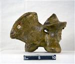 Giant Ice Age Bison (Cervical Vertebrae 2 - Axis (Axial) - Right)