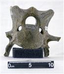 Giant Ice Age Bison (Cervical Vertebrae 4 (Axial) - Caudal)
