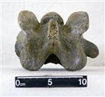 Giant Ice Age Bison (Cervical Vertebrae 4 (Axial) - Dorsal)