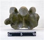 Giant Ice Age Bison (Cervical Vertebrae 4 (Axial) - Ventral)