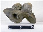 Giant Ice Age Bison (Cervical Vertebrae 4 (Axial) - Left)