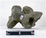 Giant Ice Age Bison (Cervical Vertebrae 4 (Axial) - Right)