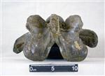 Giant Ice Age Bison (Cervical Vertebrae 5 (Axial) - Dorsal)