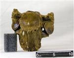 Giant Ice Age Bison (Thoracic Vertebrae 6 (Axial) - Ventral)