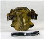 Giant Ice Age Bison (Thoracic Vertebrae 8 (Axial) - Ventral)