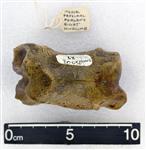 Giant Ice Age Bison (Phlanx Proximal (Pes) (Right) - Anterior)