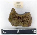 Giant Ice Age Bison (Carpal Intermedium - Lunate (Left) - Distal)