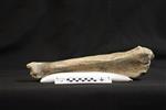 Bison (Tibia (Right) - Medial)