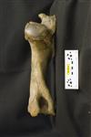 Giant bison (Humerus (Right) - Posterior)