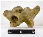Giant bison (Cervical Vertebrae 5 (Miscellaneous) - Left)