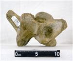 Giant bison (Cervical Vertebrae 5 (Miscellaneous) - Right)