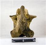 Giant bison (Cervical Vertebrae 1 - Atlas (Axial) - Dorsal)