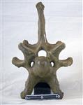 Giant bison (Cervical Vertebrae 6 (Miscellaneous) - Cranial)