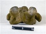 Giant bison (Cervical Vertebrae 6 (Miscellaneous) - Dorsal)