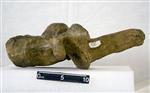 Giant bison (Cervical Vertebrae 6 (Miscellaneous) - Left)