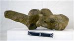 Giant bison (Cervical Vertebrae 6 (Miscellaneous) - Right)
