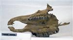 Giant bison (Maxilla (Axial) - Ventral)