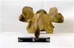 Giant bison (Thoracic Vertebrae Middle (Axial) - Dorsal)