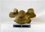 Giant bison (Thoracic Vertebrae Middle (Axial) - Ventral)