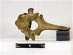 Giant bison (Thoracic Vertebrae Middle (Axial) - Cranial)