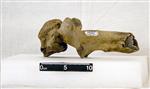 Giant bison (Thoracic Vertebrae Middle (Axial) - Right)