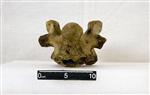 Giant bison (Thoracic Vertebrae Middle (Axial) - Ventral)
