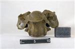 Giant bison (Thoracic Vertebrae 1 (Axial) - Ventral)
