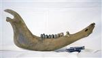 Giant bison (Mandible Right (Axial) - Right)