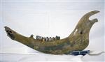 Giant bison (Mandible Right (Axial) - Left)