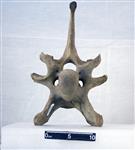 Giant bison (Cervical Vertebrae 3 (Axial) - Cranial)
