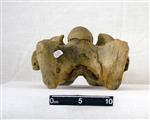 Giant bison (Cervical Vertebrae 3 (Axial) - Ventral)