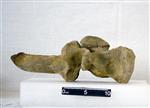 Giant bison (Cervical Vertebrae 3 (Axial) - Right)