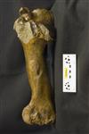 Giant bison (Humerus (Right) - Medial)