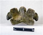 Giant bison (Cervical Vertebrae 6 (Miscellaneous) - Dorsal)