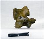 Giant Ice Age Bison (Lumbar Vertebrae 4 (Axial) - Right)