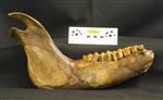 Giant bison (Mandible Left (Right) - Right)