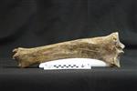 Giant bison (Tibia (Right) - Posterior)