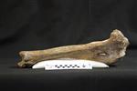 Giant bison (Tibia (Right) - Medial)