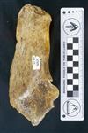 Giant bison (Calcaneus (Right) - Lateral)
