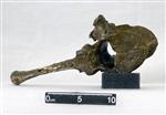 Giant Ice Age Bison (Thoracic Vertebrae 14 (Axial) - Caudal)