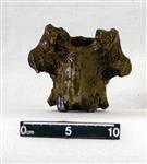Giant Ice Age Bison (Thoracic Vertebrae 14 (Axial) - Dorsal)