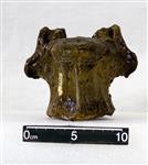 Giant Ice Age Bison (Thoracic Vertebrae 14 (Axial) - Ventral)