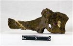Giant Ice Age Bison (Thoracic Vertebrae 14 (Axial) - Right)