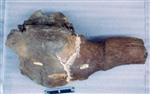 Steppe bison (Cranium (Axial) - Dorsal)