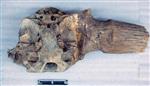 Steppe bison (Cranium (Axial) - Ventral)