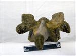 Giant Ice Age Bison (Cervical Vertebrae 7 (Axial) - Dorsal)